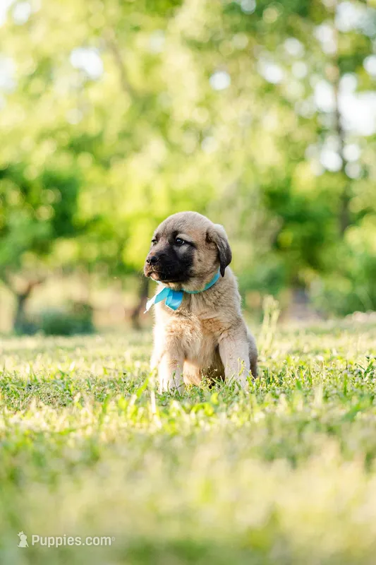 Danny, a male Anatolian Shepherd Dog for sale in Crawfordville, GA – Photo 1 of 2