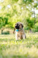 Danny, a male Anatolian Shepherd Dog for sale in Crawfordville, GA – Photo 1 of 2