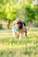 Danny, a male Anatolian Shepherd Dog for sale in Crawfordville, GA – Photo 2 of 2