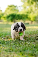 Ty, a male Anatolian Shepherd Dog for sale in Crawfordville, GA – Photo 2 of 2
