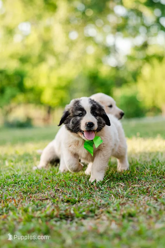 Ty – Anatolian Shepherd Dog puppy for sale in Crawfordville, GA