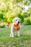 Eli, a male Anatolian Shepherd Dog for sale in Crawfordville, GA – Photo 3 of 3