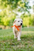 Eli, a male Anatolian Shepherd Dog for sale in Crawfordville, GA – Photo 1 of 3