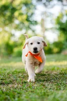 Eli, a male Anatolian Shepherd Dog for sale in Crawfordville, GA – Photo 2 of 3