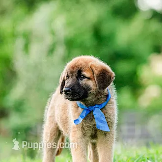 Lars – Anatolian Shepherd Dog puppy for sale in Crawfordville, GA