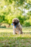 Johnny, a male Anatolian Shepherd Dog for sale in Crawfordville, GA – Photo 4 of 4