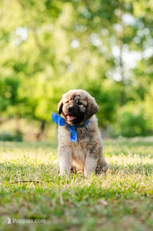 Johnny – Anatolian Shepherd Dog puppy for sale in Crawfordville, GA