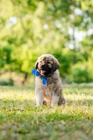 Johnny, a male Anatolian Shepherd Dog for sale in Crawfordville, GA – Photo 1 of 4