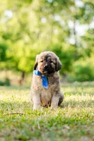 Johnny, a male Anatolian Shepherd Dog for sale in Crawfordville, GA – Photo 3 of 4