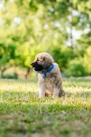 Johnny, a male Anatolian Shepherd Dog for sale in Crawfordville, GA – Photo 2 of 4