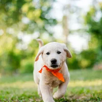 Eli, a male Anatolian Shepherd Dog for sale in Crawfordville, GA – 2 of 2
