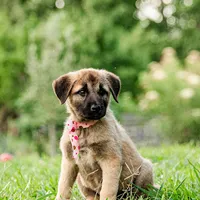 Mabel, a female Anatolian Shepherd Dog for sale in Crawfordville, GA – 2 of 2