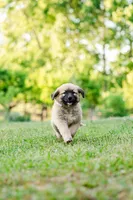 Benny, a male Anatolian Shepherd Dog for sale in Crawfordville, GA – Photo 2 of 4