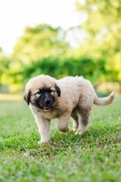 Benny, a male Anatolian Shepherd Dog for sale in Crawfordville, GA – Photo 3 of 4