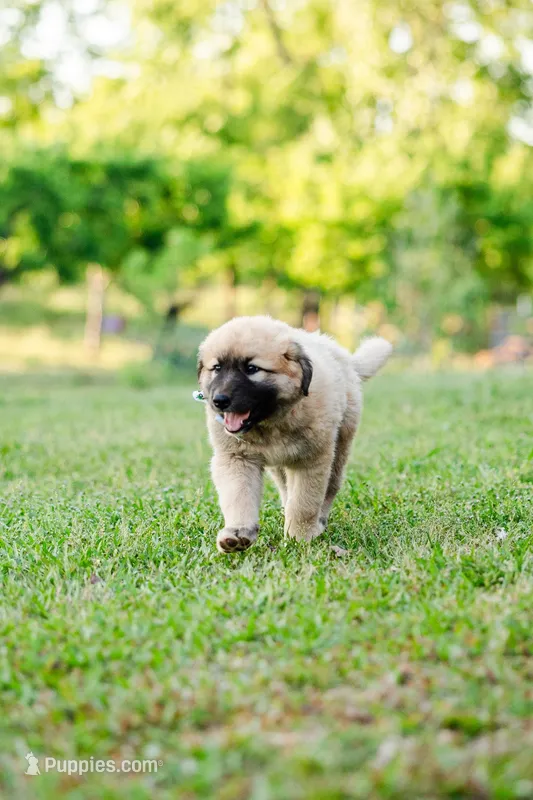 Benny – Anatolian Shepherd Dog puppy for sale in Crawfordville, GA