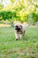 Benny, a male Anatolian Shepherd Dog for sale in Crawfordville, GA – Photo 1 of 4
