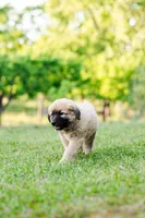 Benny, a male Anatolian Shepherd Dog for sale in Crawfordville, GA – Photo 4 of 4