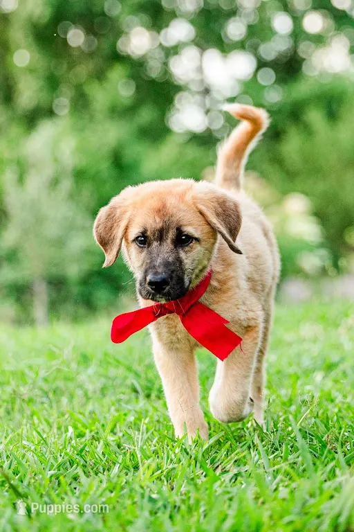 Olivia – Anatolian Shepherd Dog puppy for sale in Crawfordville, GA