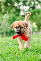 Olivia, a female Anatolian Shepherd Dog for sale in Crawfordville, GA – 1 of 2