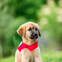 Olivia, a female Anatolian Shepherd Dog for sale in Crawfordville, GA – 2 of 2