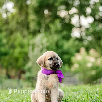 Kate – Anatolian Shepherd Dog puppy for sale in Crawfordville, GA