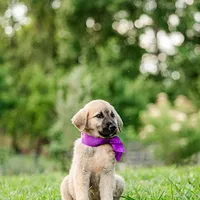 Kate, a female Anatolian Shepherd Dog for sale in Crawfordville, GA – 1 of 2