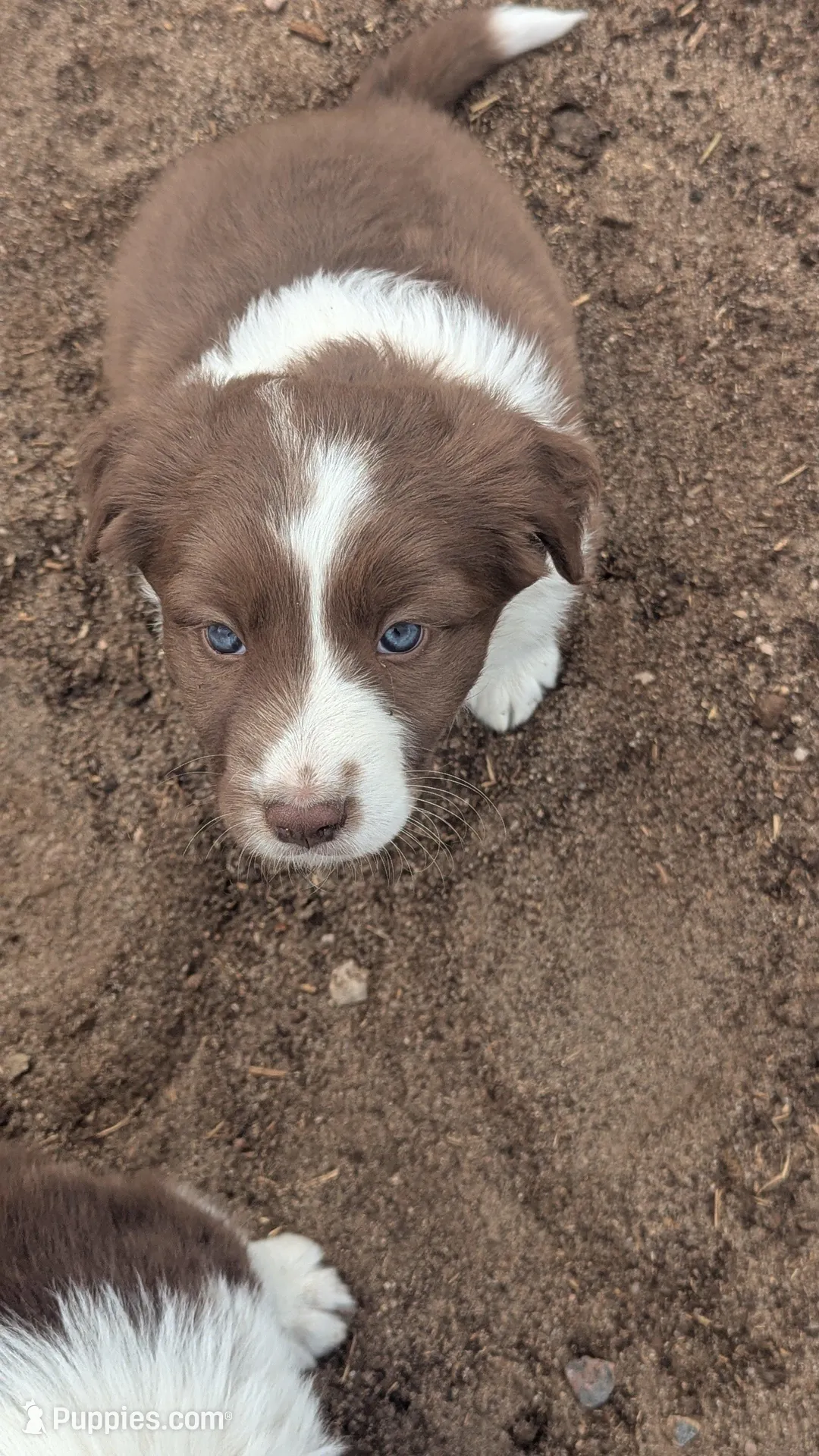 Tommy, a male Border Collie for sale in Fort Lupton, CO – Photo 2 of 4