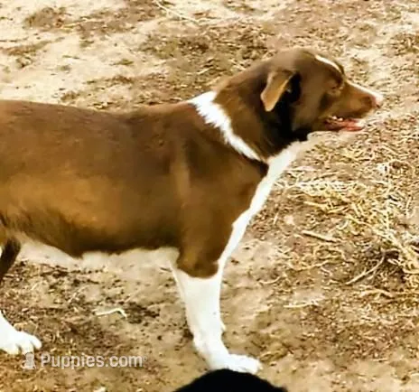 Lila  – Border Collie puppy for sale in Fort Lupton, CO