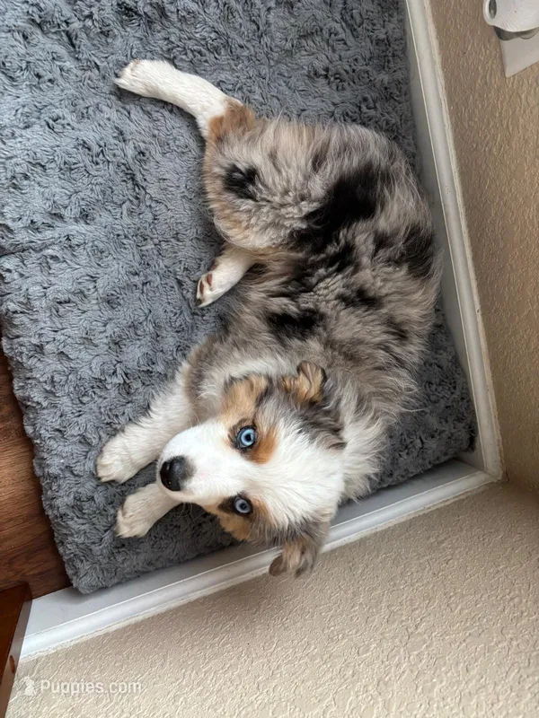 Max – Miniature Australian Shepherd puppy for sale in Fort Lupton, CO