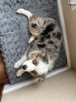 Max, a male Miniature Australian Shepherd for sale in Fort Lupton, CO – Photo 1 of 3