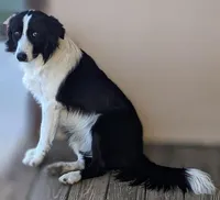 Tommy, a male Border Collie for sale in Fort Lupton, CO – Photo 4 of 4