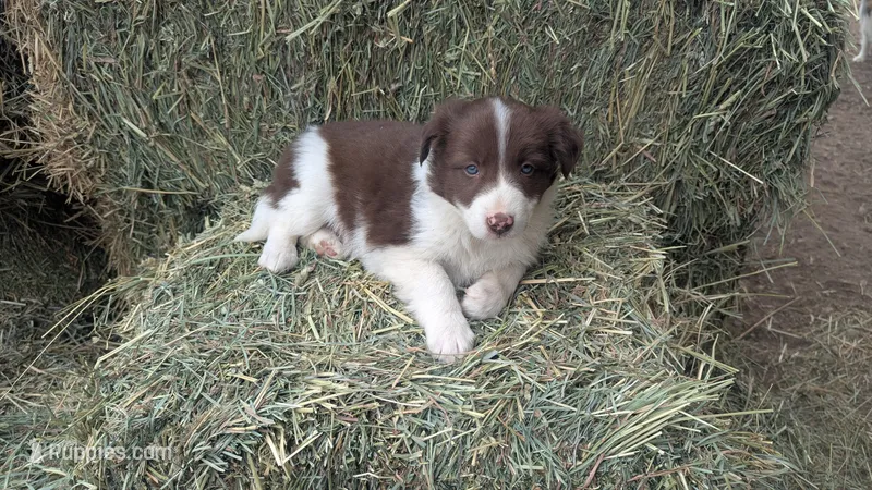 Tommy – Border Collie puppy for sale in Fort Lupton, CO