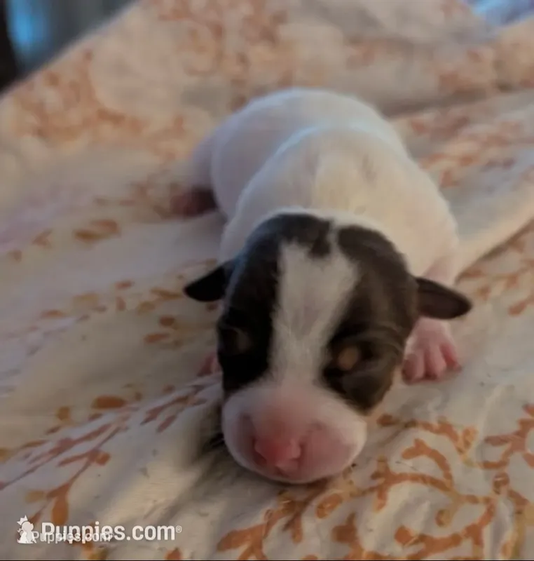 Tri female puppy 1 – Jack Russell Terrier, Chihuahua puppy for sale in Raeford, NC
