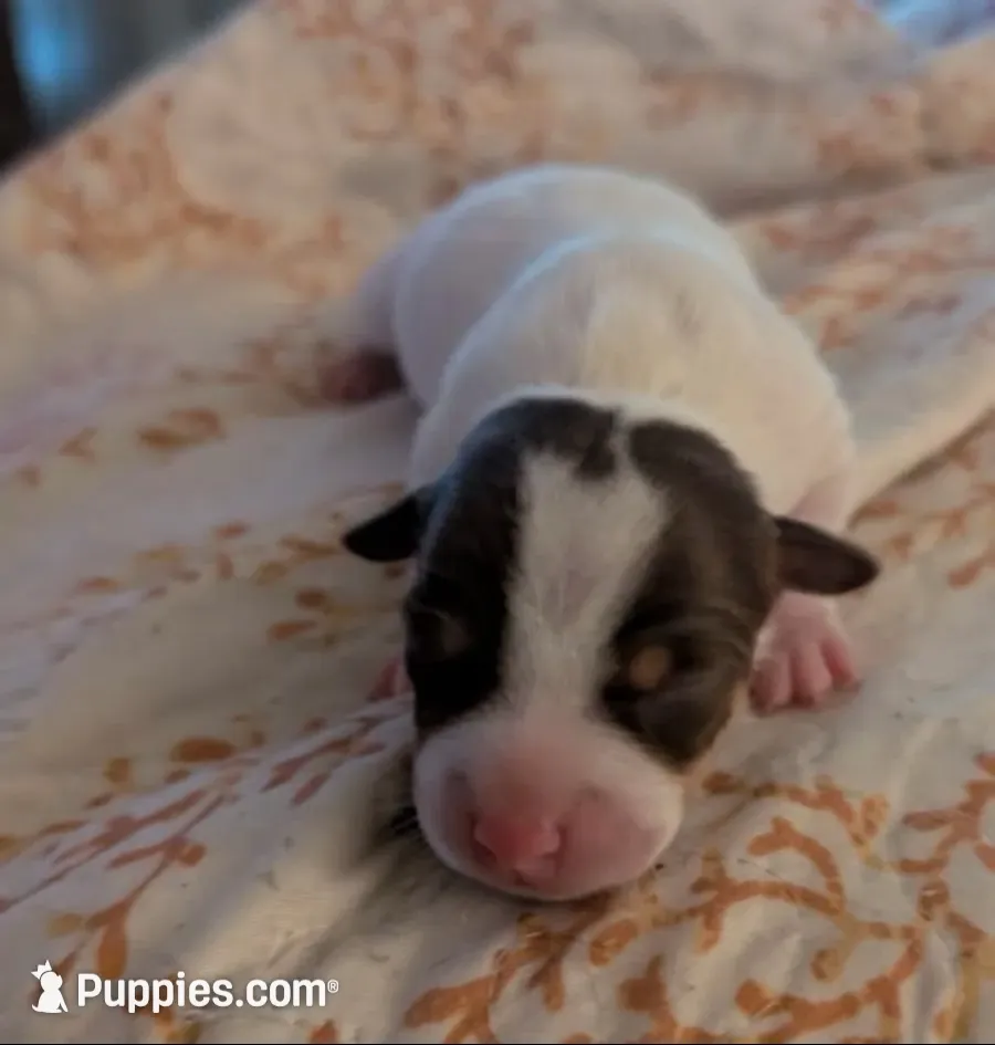 Tri female puppy 1, a female Jack Russell Terrier and Chihuahua for sale in Raeford, NC – 1 of 3