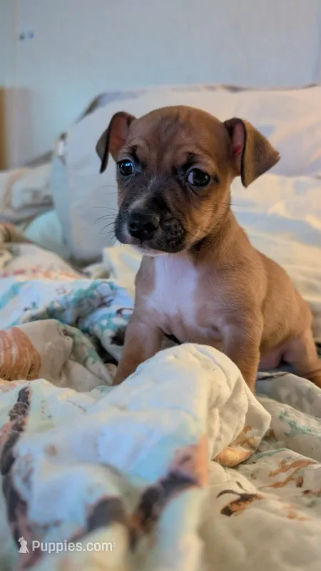 Brown girl – Jack Russell Terrier, Chihuahua puppy for sale in Raeford, NC
