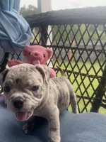 Lyla , a female American Bully for sale in Raeford, NC – 6 of 8