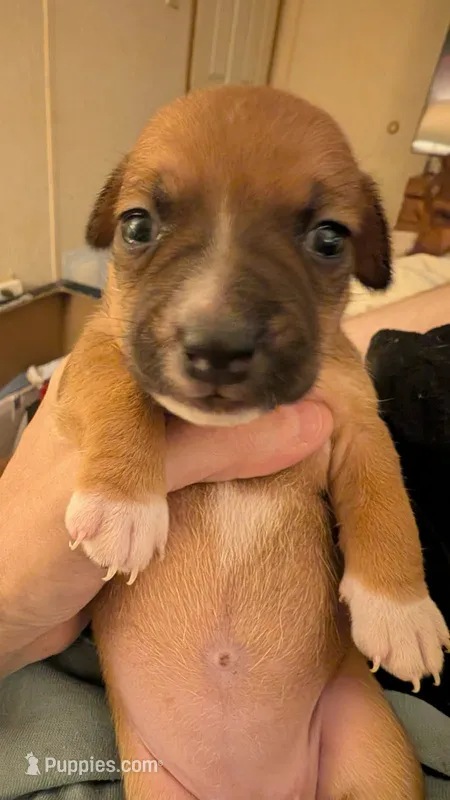 Brown Female puppy 2 – Jack Russell Terrier, Chihuahua puppy for sale in Raeford, NC