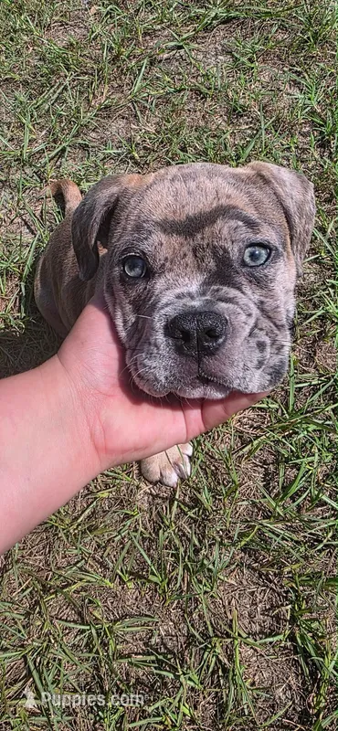 TOBY  – American Bully puppy for sale in Raeford, NC