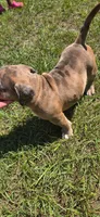 TOBY , a male American Bully for sale in Raeford, NC – 2 of 6