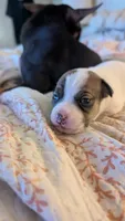 Male puppy 1, a male Jack Russell Terrier and Chihuahua for sale in Raeford, NC – 3 of 3