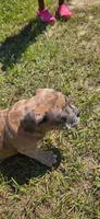 TOBY , a male American Bully for sale in Raeford, NC – 5 of 6