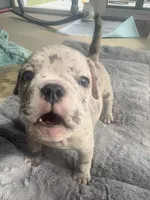 Lyla , a female American Bully for sale in Raeford, NC – 3 of 8