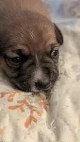 Brown girl, a female Jack Russell Terrier and Chihuahua for sale in Raeford, NC – 4 of 6