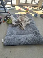 London 336.355.8569 listing closing on 4.22, a female Chihuahua for sale in Raeford, NC – Photo 8 of 8