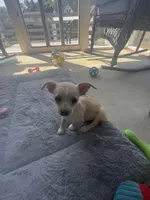 London 336.355.8569 listing closing on 4.22, a female Chihuahua for sale in Raeford, NC – Photo 3 of 8