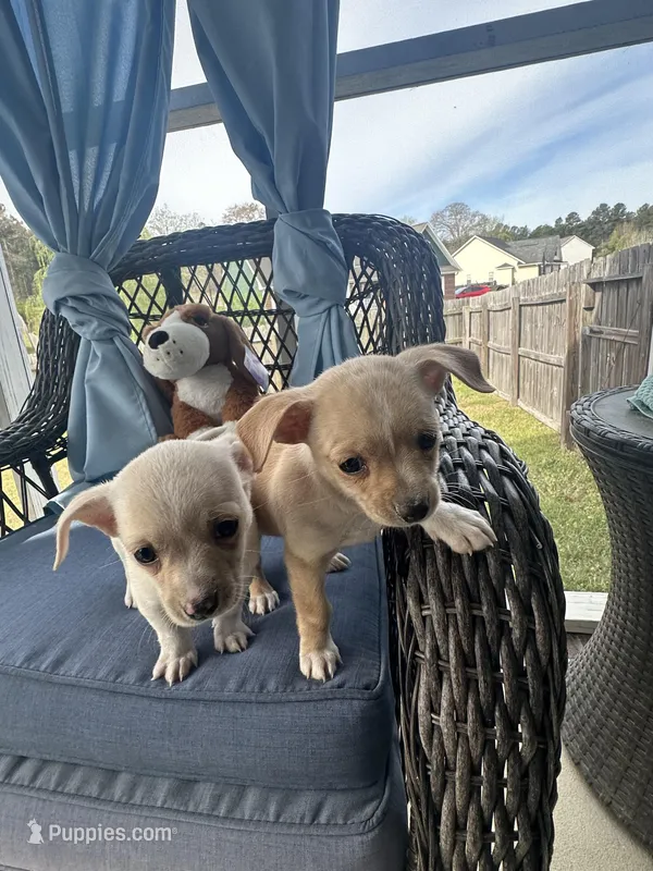 Opal – Chihuahua puppy for sale in Raeford, NC