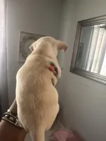 Opal, a female Chihuahua for sale in Raeford, NC – Photo 2 of 5