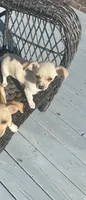 Opal 336.355.8569 listing closing on 4.22, a female Chihuahua for sale in Raeford, NC – Photo 7 of 7