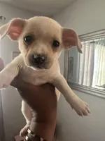 Opal, a female Chihuahua for sale in Raeford, NC – Photo 3 of 5