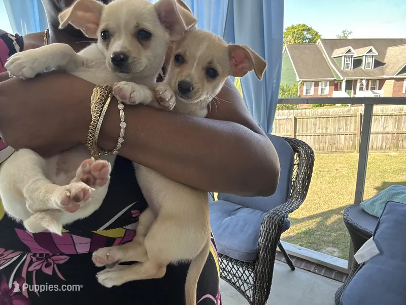 Opal  – Chihuahua puppy for sale in Raeford, NC